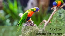  Presentation with parrot - PPT theme having parrots-are-sitting background and a seafoam green colored foreground
