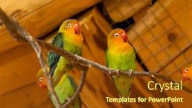  Presentation with parrots - Slide set featuring parrots-at-the-zoo-jihlava background and a tawny brown colored foreground