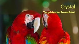  Presentation with parrots - PPT theme enhanced with parrots in bali island indonesia background and a tawny brown colored foreground