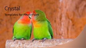  Presentation with parrots - Presentation featuring parrots couple on a branch background and a red colored foreground