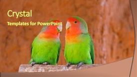  Presentation with parrots - Cool new slides with parrots couple on a branch backdrop and a red colored foreground