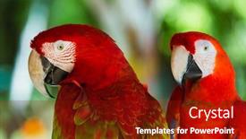  Presentation with parrots - Colorful PPT layouts enhanced with parrots-in-bali-island-indonesia backdrop and a tawny brown colored foreground