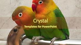  Presentation with parrots - Presentation theme with agapornis fischeri - parrots background and a tawny brown colored foreground