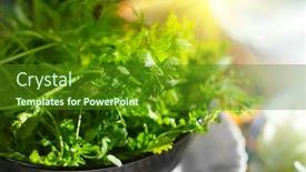  Presentation with vegan food - Presentation with parsley-fresh-organic-parsley-leaves background and a tawny brown colored foreground