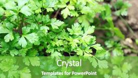  Presentation with growing - Slide deck having soil health - parsley growing in garden background and a seafoam green colored foreground