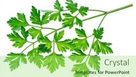  Presentation with herb - Colorful theme enhanced with parsley-herb-flat-leaved-parsley backdrop and a  colored foreground