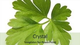  Presentation with herb - Cool new slide deck with mama black bear lies backdrop and a dark gray colored foreground.