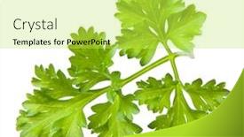  Presentation with herb - Beautiful slide set featuring parsley-herb-isolated-on-white backdrop and a yellow colored foreground