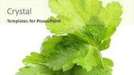  Presentation with herb - Presentation design enhanced with parsley-herb-isolated-on-white background and a yellow colored foreground