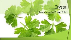 Presentation with herb - Presentation design with food garnish - parsley herb isolated on white background and a yellow colored foreground