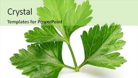  Presentation with herb - Colorful slide deck enhanced with green food - parsley herb isolated on white backdrop and a yellow colored foreground