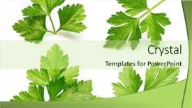  Presentation with herb - Cool new theme with seasoning - parsley herb isolated on white backdrop and a mint green colored foreground