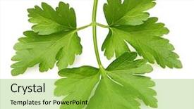  Presentation with herb - Slide deck enhanced with fresh green - parsley herb isolated on white background and a yellow colored foreground