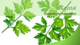  Presentation with herb - Presentation design featuring  background and a  colored foreground