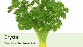  Presentation with herb - Amazing theme having parsley herb leaves tied in in a bunch isolated over white background backdrop and a yellow colored foreground