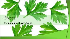  Presentation with herb - Cool new presentation with collection shots food - parsley herb macro shot backdrop and a seafoam green colored foreground