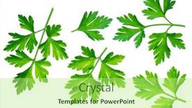  Presentation with herb - Audience pleasing PPT layouts consisting of small branch organic food backdrop and a mint green colored foreground