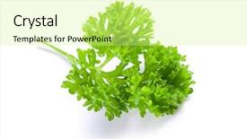  Presentation with white sparkle - Beautiful presentation design featuring fresh cilantro coriander isolated - parsley on white background backdrop and a soft green colored foreground