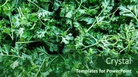  Presentation with garden - Presentation featuring parsley-or-garden-parsley-petroselinum background and a forest green colored foreground