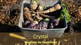  Presentation with celery - Presentation theme featuring parsnips-kohlrabi-celery background and a tawny brown colored foreground