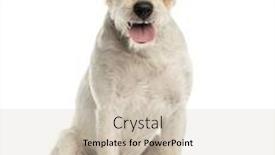  Presentation with what is thing used in looking for far object - Colorful slides enhanced with parson russel terrier sitting looking at the camera panting isolated on white backdrop and a soft green colored foreground