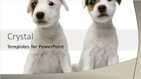  Presentation with russell - Slide deck consisting of parson-russell-terrier-puppies-sitting background and a light gray colored foreground