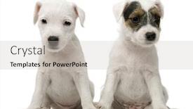  Presentation with russell - Amazing slide deck having parson-russell-terrier-puppies-sitting backdrop and a soft green colored foreground