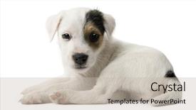  Presentation with russell - Slides having parson russell terrier puppy lying in front of white background background and a soft green colored foreground
