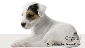  Presentation with russell - Cool new slides with parson-russell-terrier-puppy-lying backdrop and a light gray colored foreground