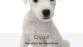  Presentation with russell - Amazing theme having parson russell terrier puppy sitting in front of white background backdrop and a light gray colored foreground