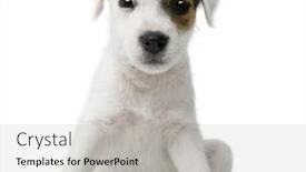  Presentation with russell - Theme with parson russell terrier puppy sitting in front of white background background and a light gray colored foreground