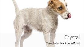  Presentation with russell - Cool new slide set with parson russell terrier walking licking its nose and looking away against white background backdrop and a white colored foreground