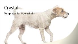  Presentation with russell - Presentation theme featuring parson russell terrier walking background and a white colored foreground