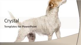  Presentation with russell - Colorful presentation enhanced with terriers - parson russell terrier walking backdrop and a lemonade colored foreground