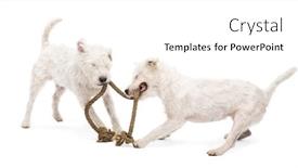  Presentation with russell - Slides consisting of parson russell terriers playing with a rope against white background background and a white colored foreground
