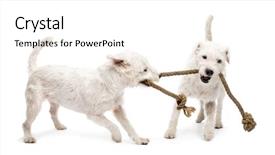  Presentation with russell - Theme consisting of parson russell terriers playing with a rope against white background background and a white colored foreground