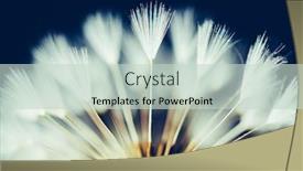  Presentation with dark flower - Colorful PPT theme enhanced with flowers backdrop - part of dandelion flower backdrop and a soft green colored foreground