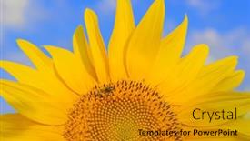  Presentation with agriculture field - PPT layouts featuring part-of-sunflower-with-bee background and a  colored foreground
