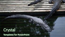  Presentation with florida - Audience pleasing PPT theme consisting of part of the animal kingdom backdrop and a wine colored foreground