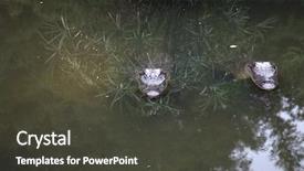  Presentation with florida - Slide set featuring part of the animal kingdom background and a dark gray colored foreground