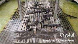  Presentation with florida - PPT theme enhanced with part of the animal kingdom background and a gray colored foreground