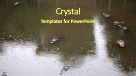  Presentation with florida - Amazing slide set having part of the animal kingdom backdrop and a  colored foreground