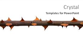  Presentation with thorns - Amazing presentation design having part-of-the-stem-roses backdrop and a white colored foreground