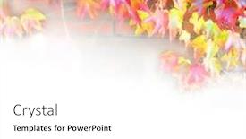  Presentation with ivy - Presentation theme enhanced with parthenocissus-quinquefolia-ivy-in-autumn background and a white colored foreground