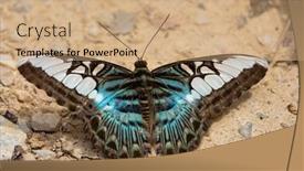  Presentation with water soil - PPT theme with parthenos-sylvia-butterfly-gathering-water background and a coral colored foreground