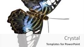  Presentation with butterfly - Cool new slide set with parthenos-sylvia-butterfly-in-front backdrop and a white colored foreground