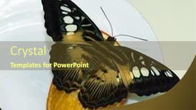  Presentation with orange butterfly - PPT layouts having parthenos-sylvia-clipper-butterfly-feeding background and a tawny brown colored foreground