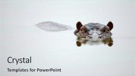  Presentation with south africa - Beautiful PPT theme featuring partial hippo face showing above backdrop and a sky blue colored foreground