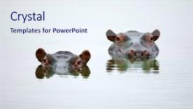  Presentation with south africa - Theme consisting of partial hippo faces showing above background and a sky blue colored foreground