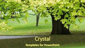  Presentation with australia - Cool new theme with partial view of linden tree backdrop and a  colored foreground